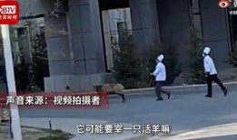 羊视频被爆料,揭秘网络红人背后惊人真相